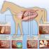 Ask the Vet: Parasites